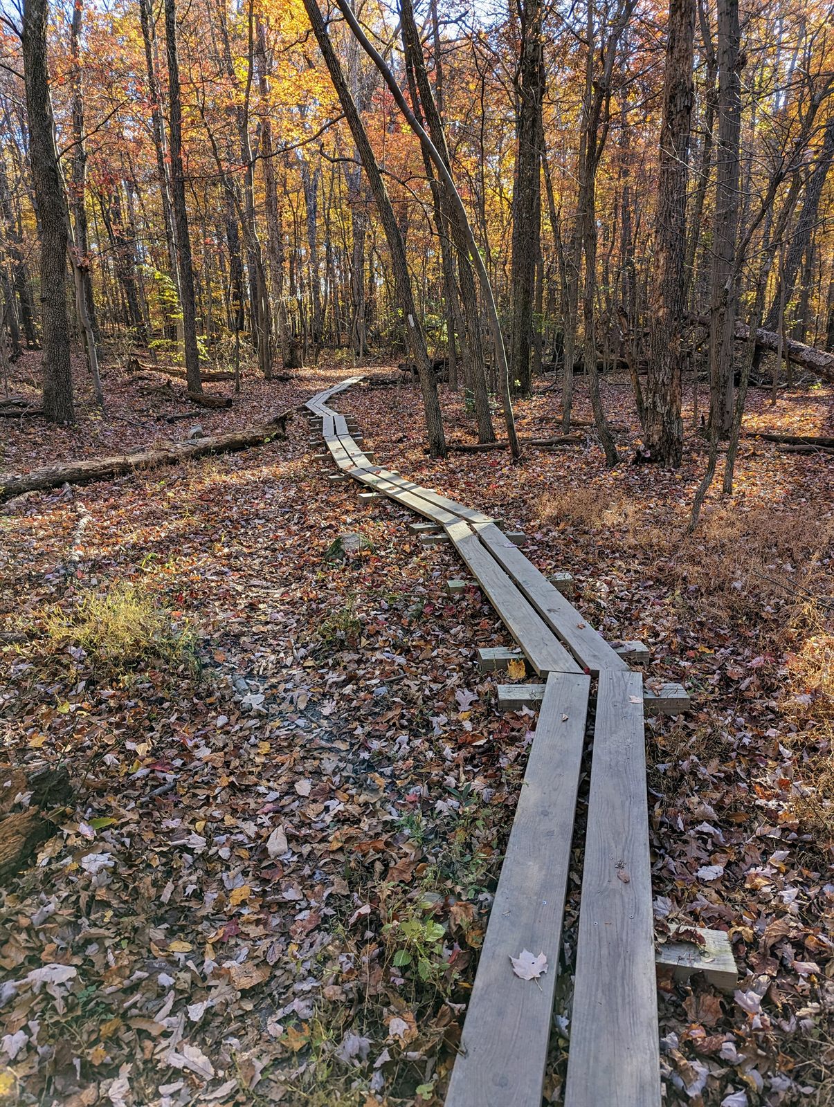 Boardwalk planks across a wet section of the Appalachian Trail