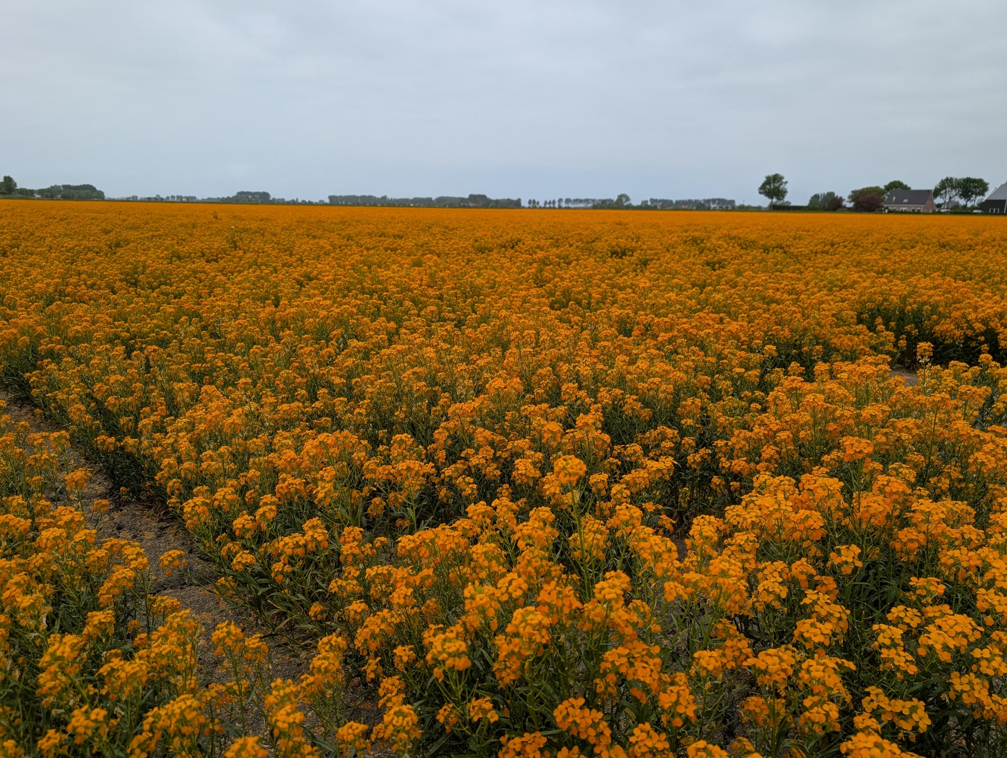 Orange flower fields