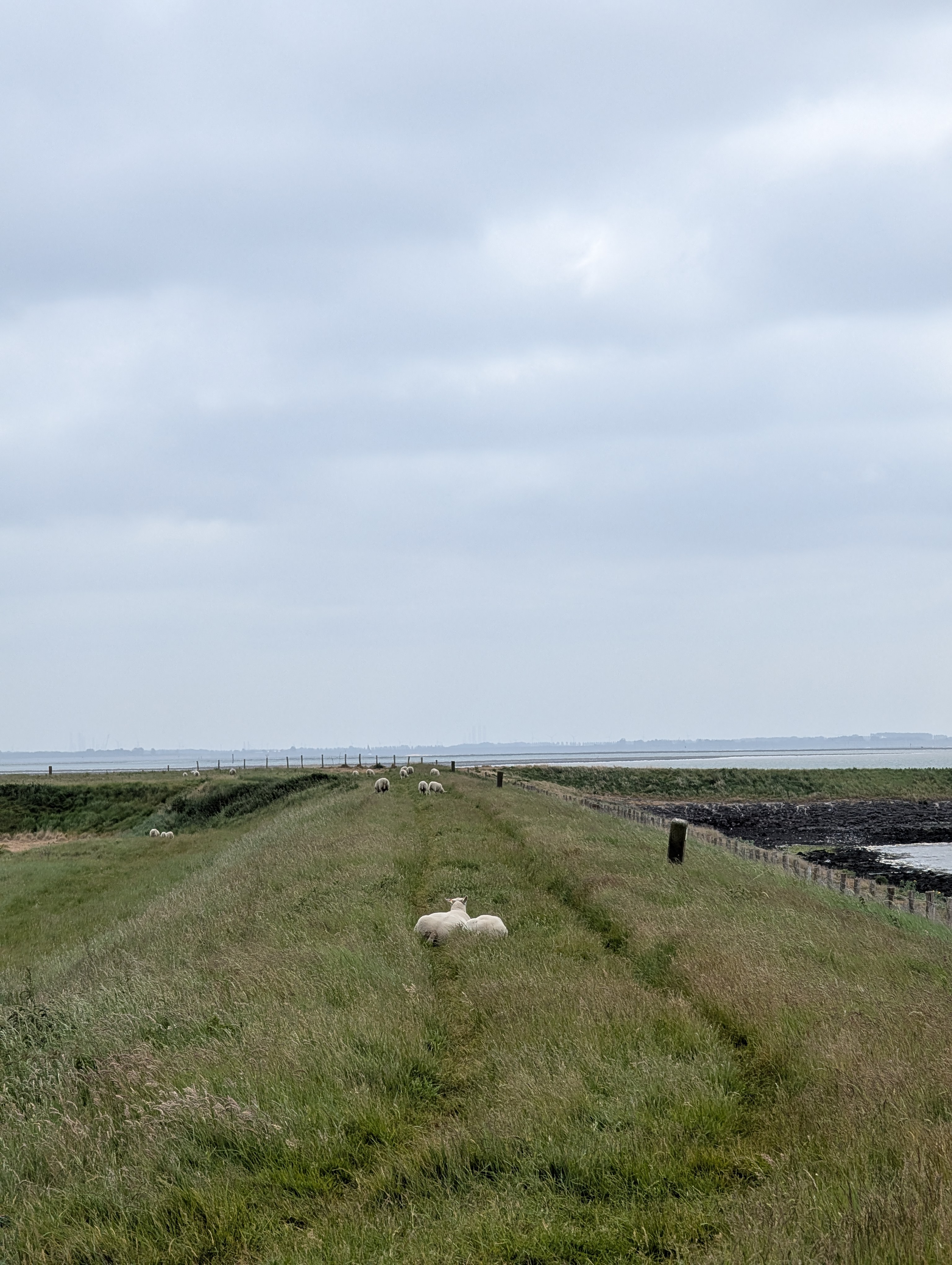 Sheep on the dike