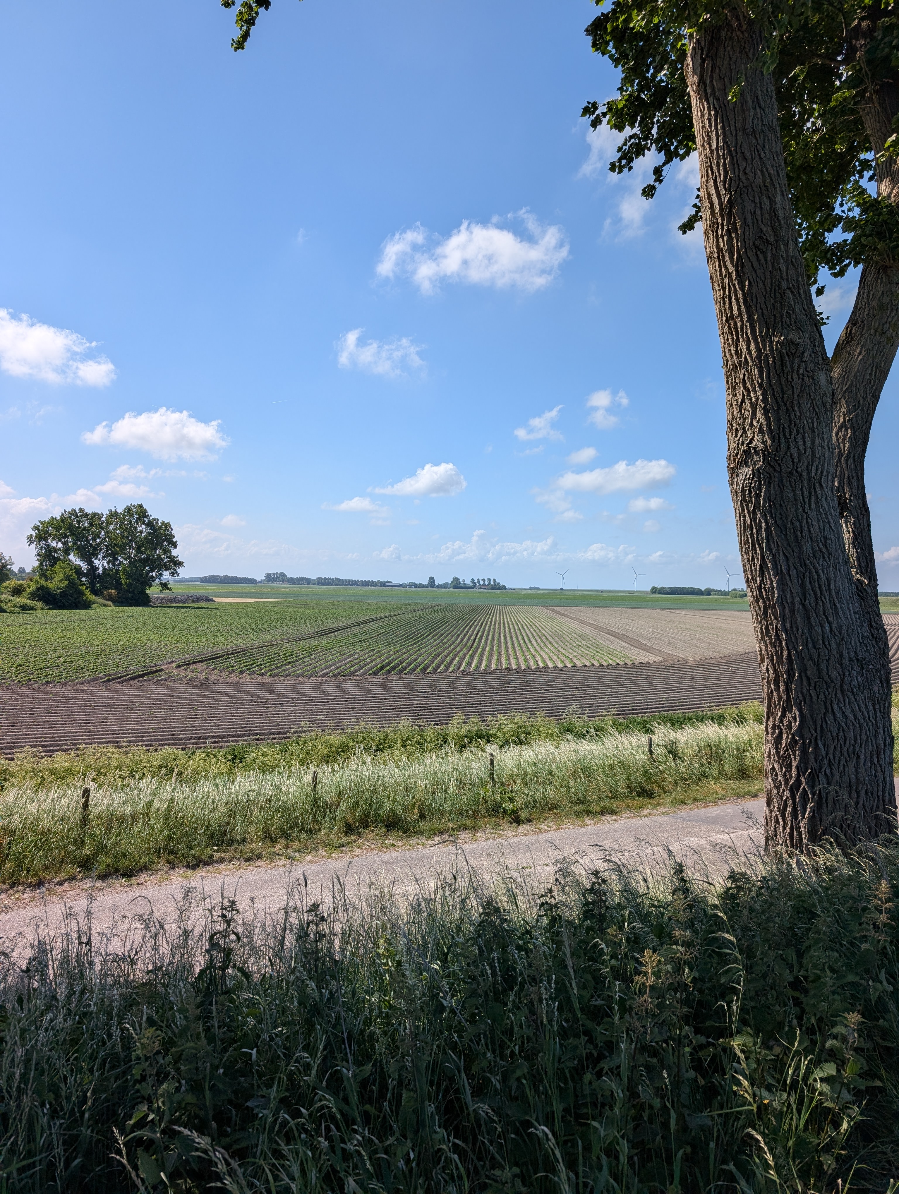Farmhouse through the trees