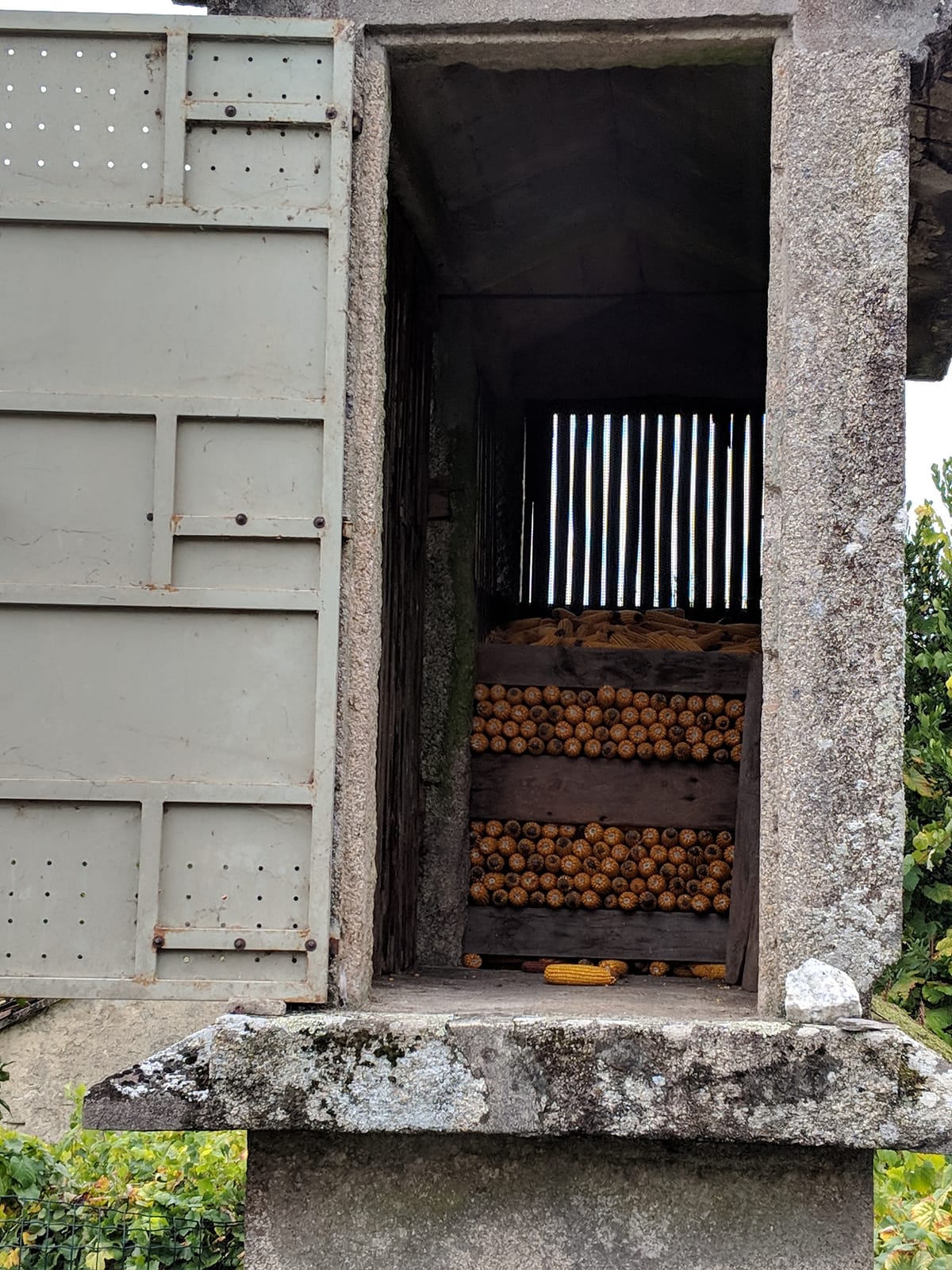 Inside an hórreo, stacked with drying corn cobs
