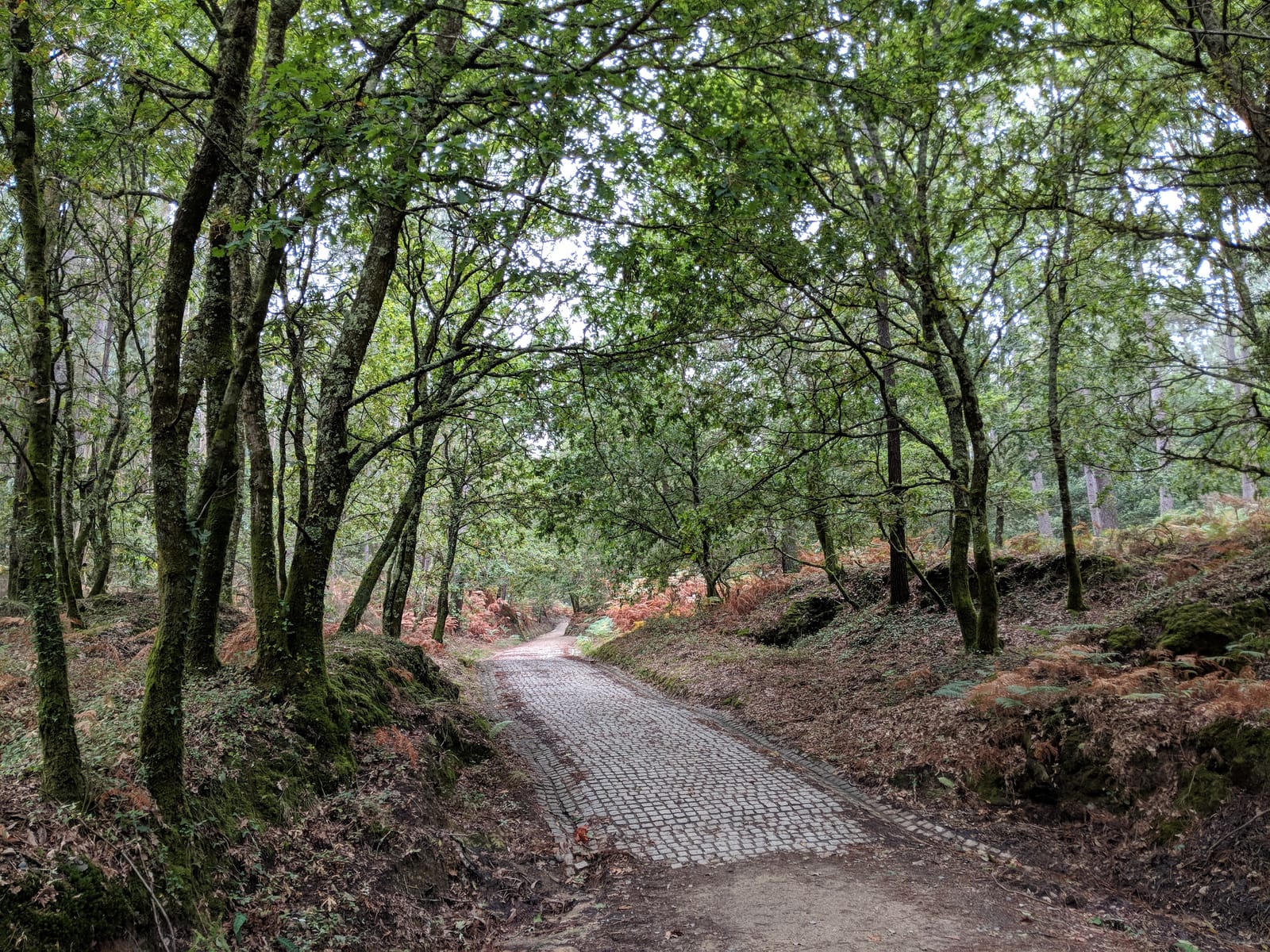 A cobblestone Camino path through green Galician woods
