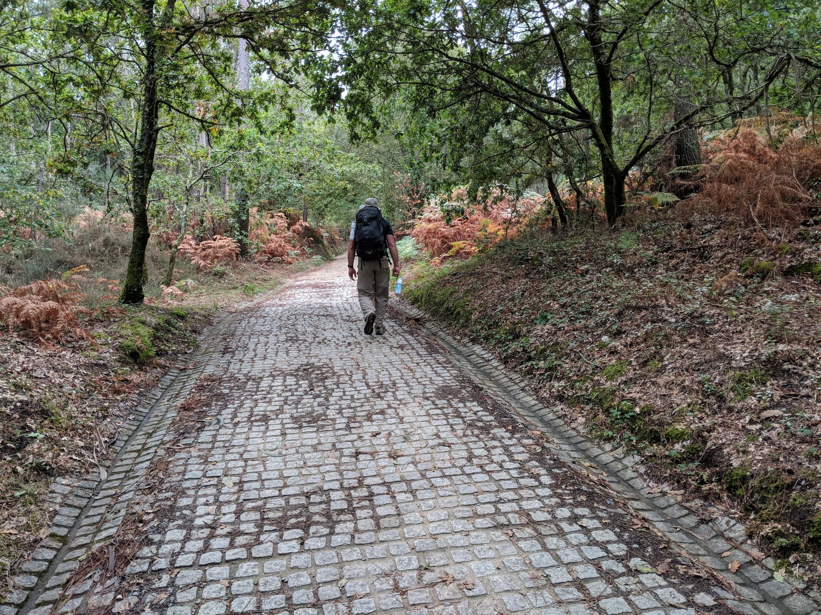 Doug walking a cobblestone path through autumn woods