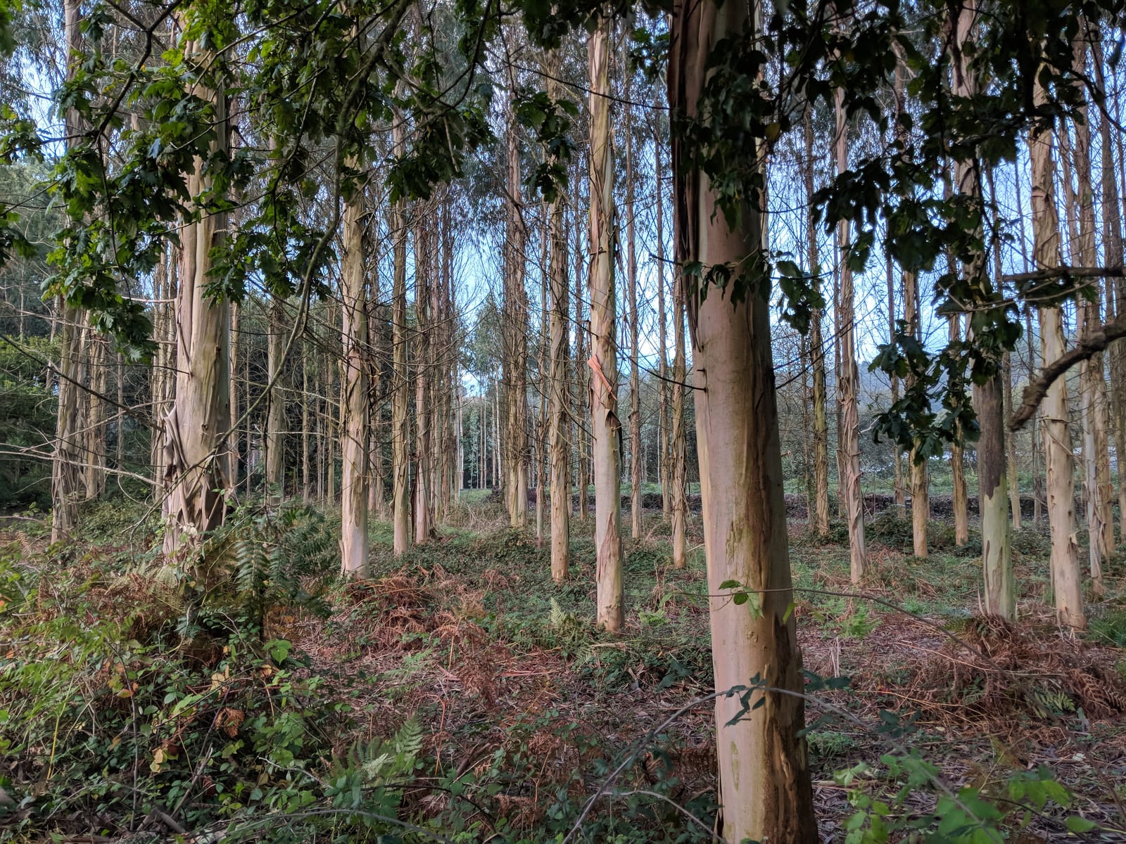 A stand of tall eucalyptus trees along the Camino in the early morning