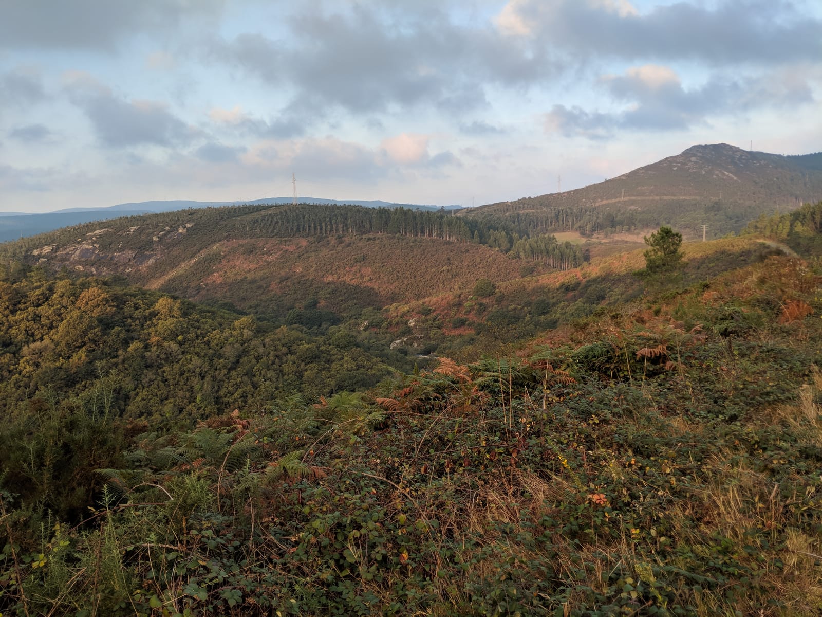 Forested hills and a distant peak in morning light