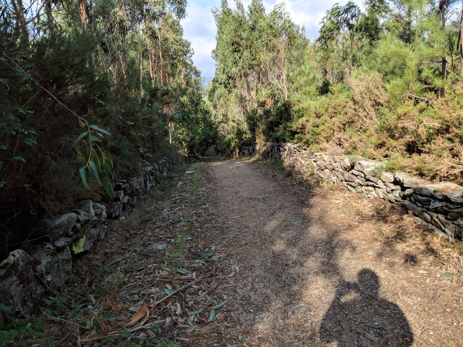 A dirt Camino path lined with old dry-stone walls through eucalyptus woods