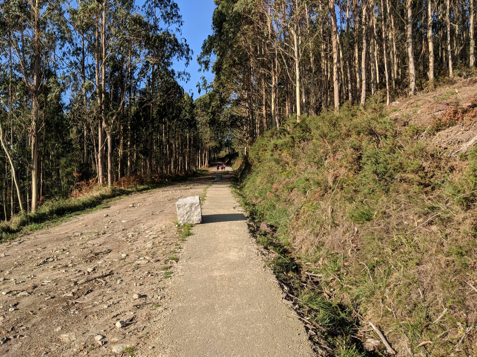 A gravel and dirt track climbing into tall eucalyptus woods, pilgrims small in the distance