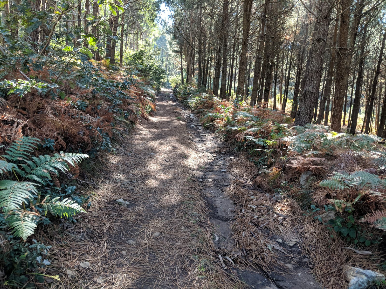 A pine-needle-covered trail winding up through a shady pine forest lined with ferns