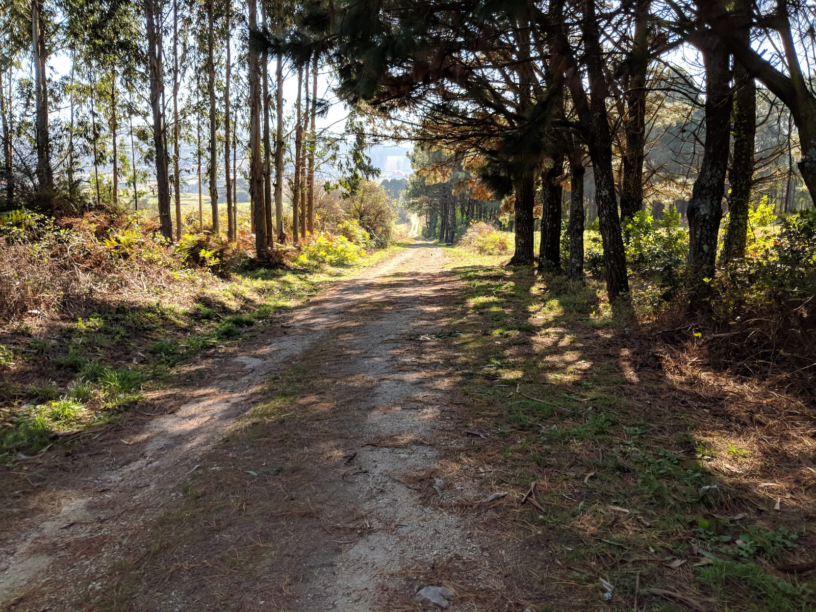 Sunlit dirt forest road through pine woods