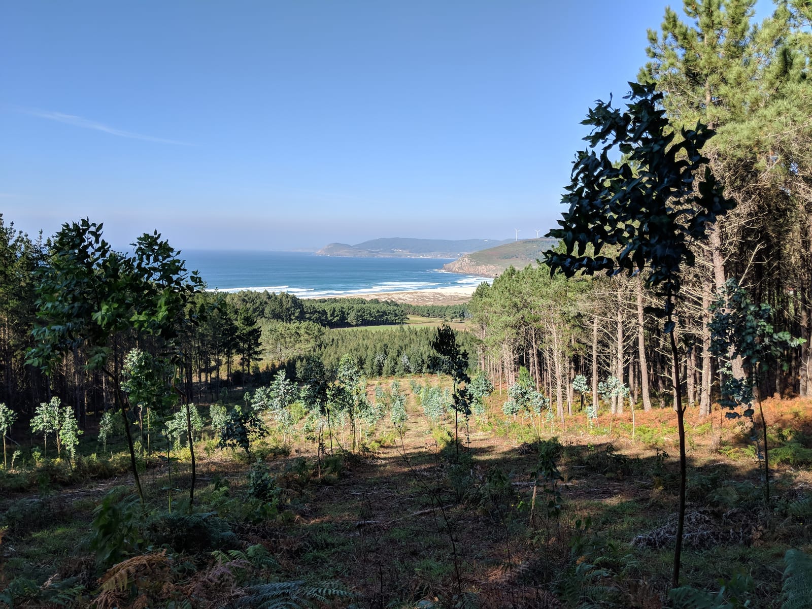 Hilltop view over pine forest to a beach and the Finisterre cape