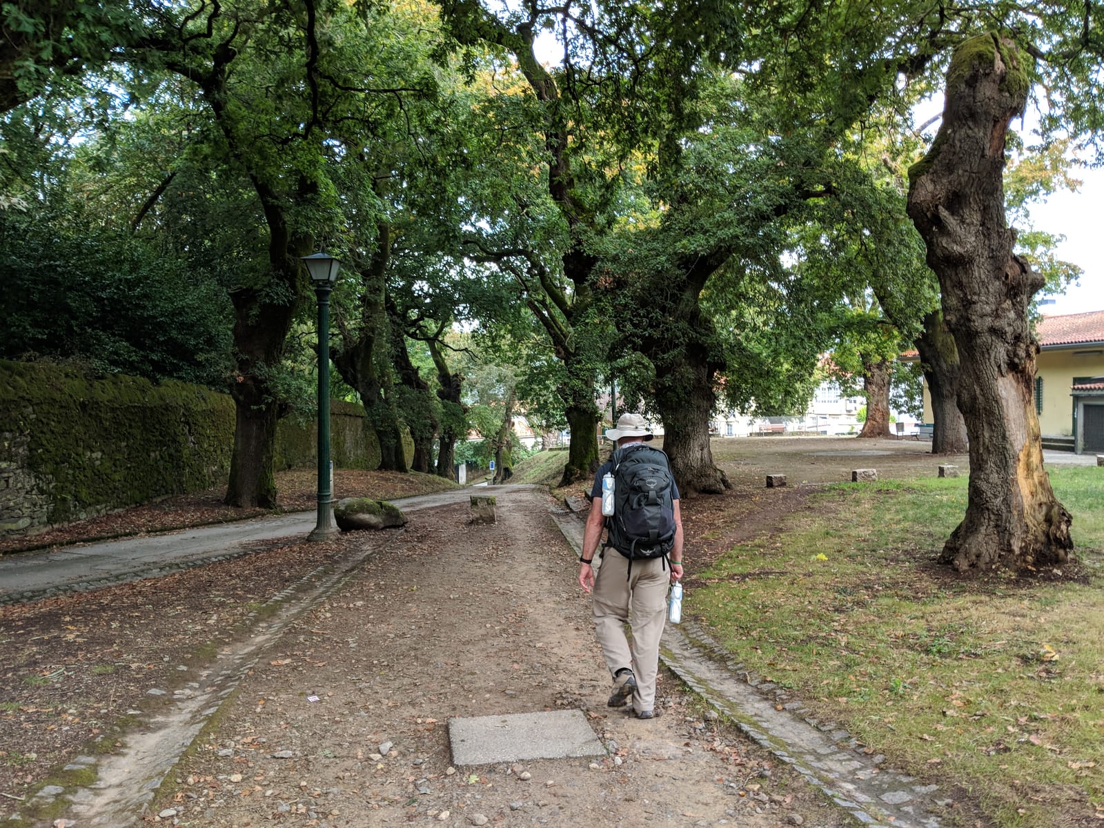 Avenue of grand old trees on the Camino