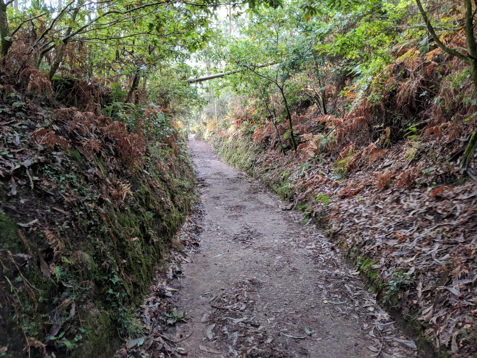 Sunken fern-lined Camino path