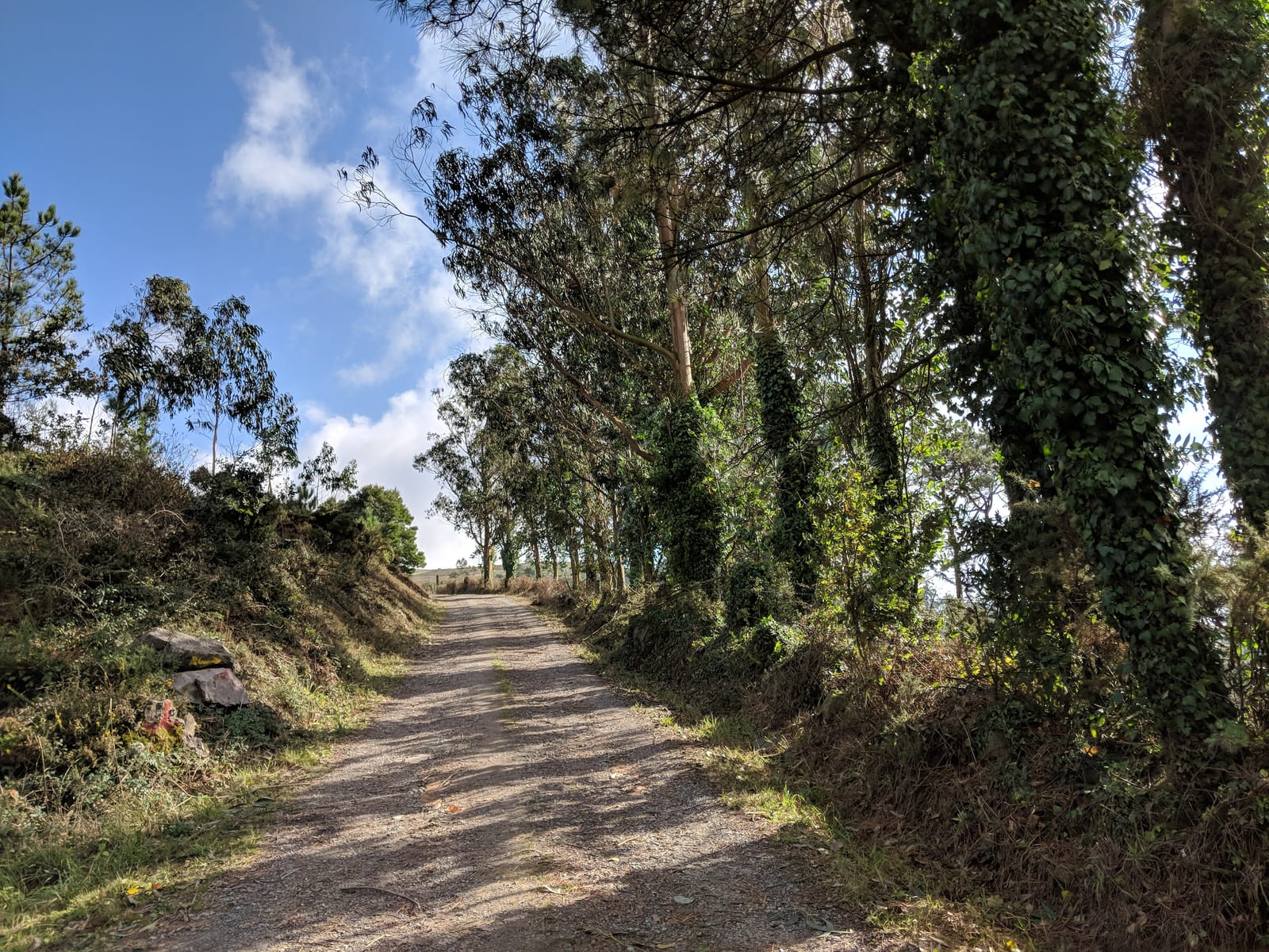 Gravel path through eucalyptus woods with a Camino waymarker stone