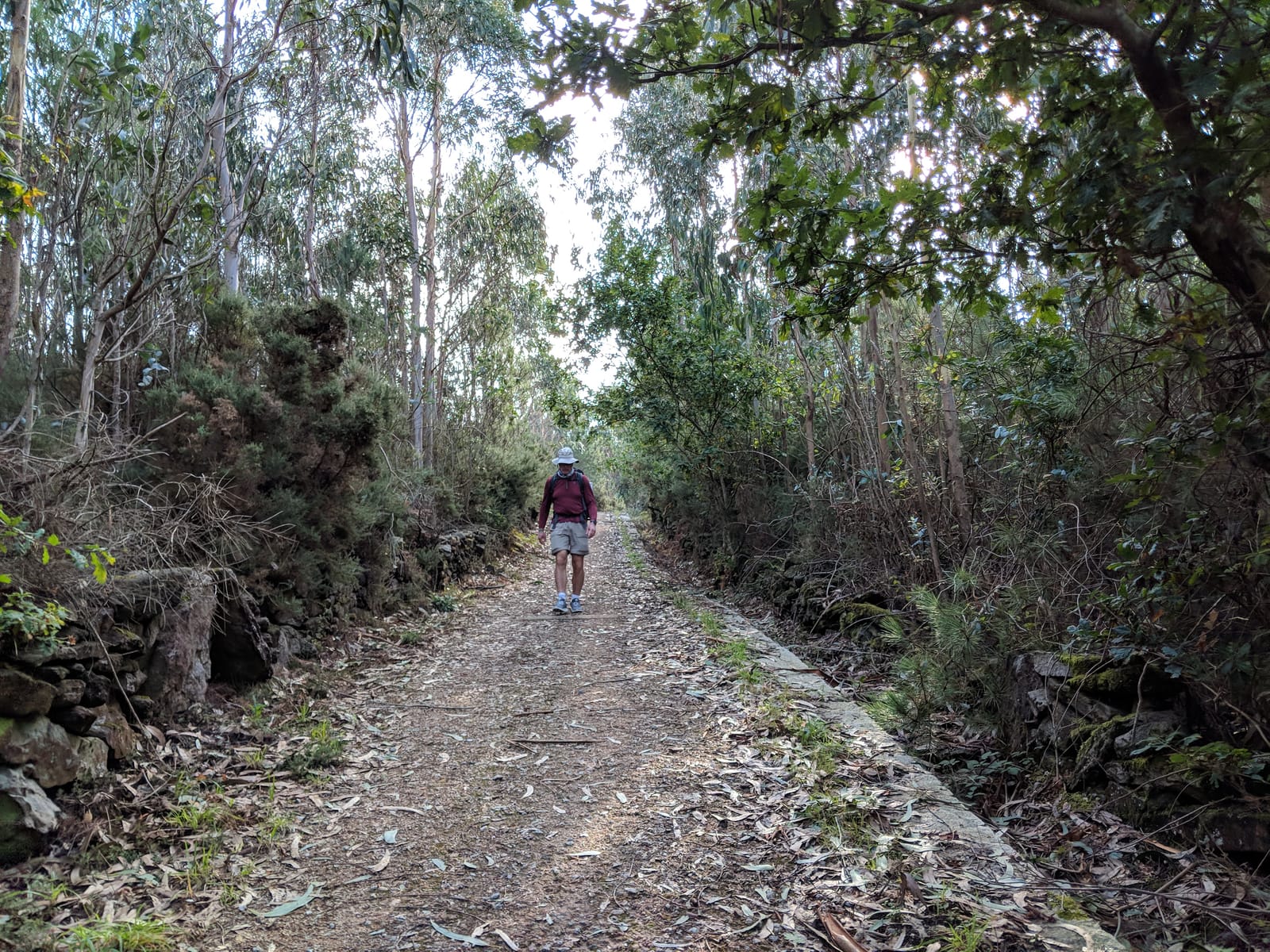 Mike on a leaf-strewn woodland path with dry-stone walls