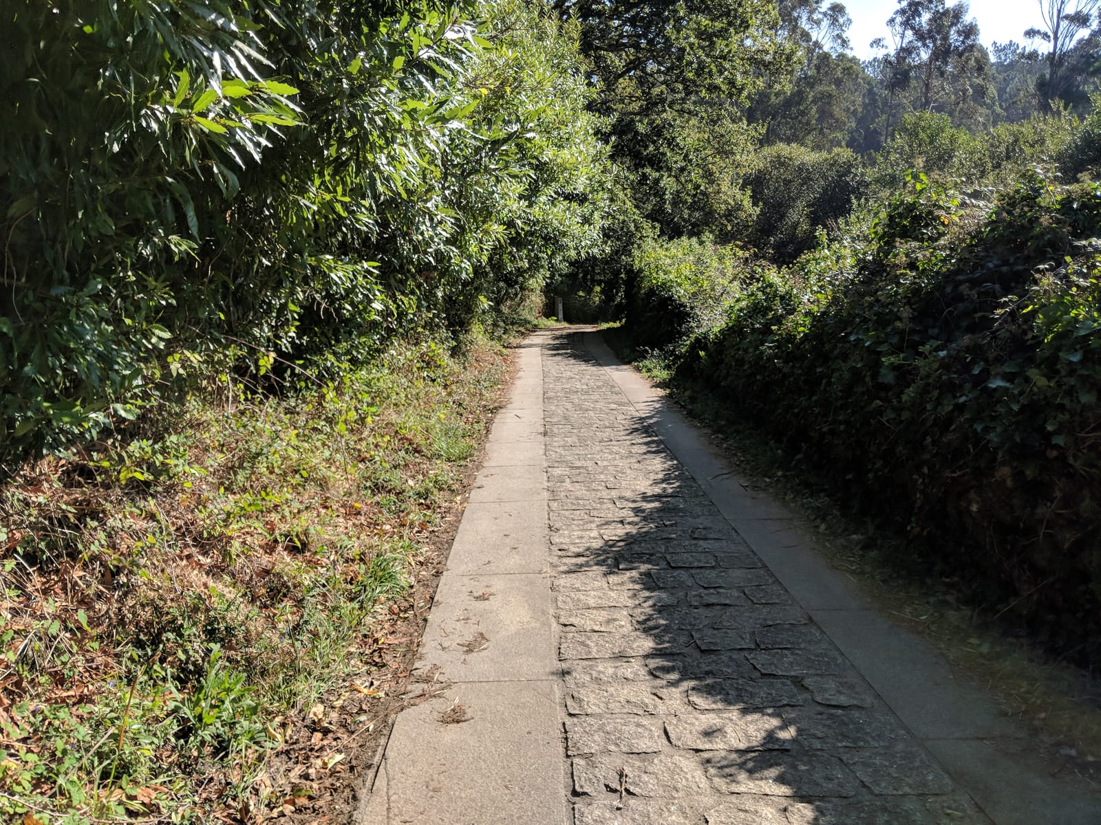 Stone-paved path through a leafy green tunnel