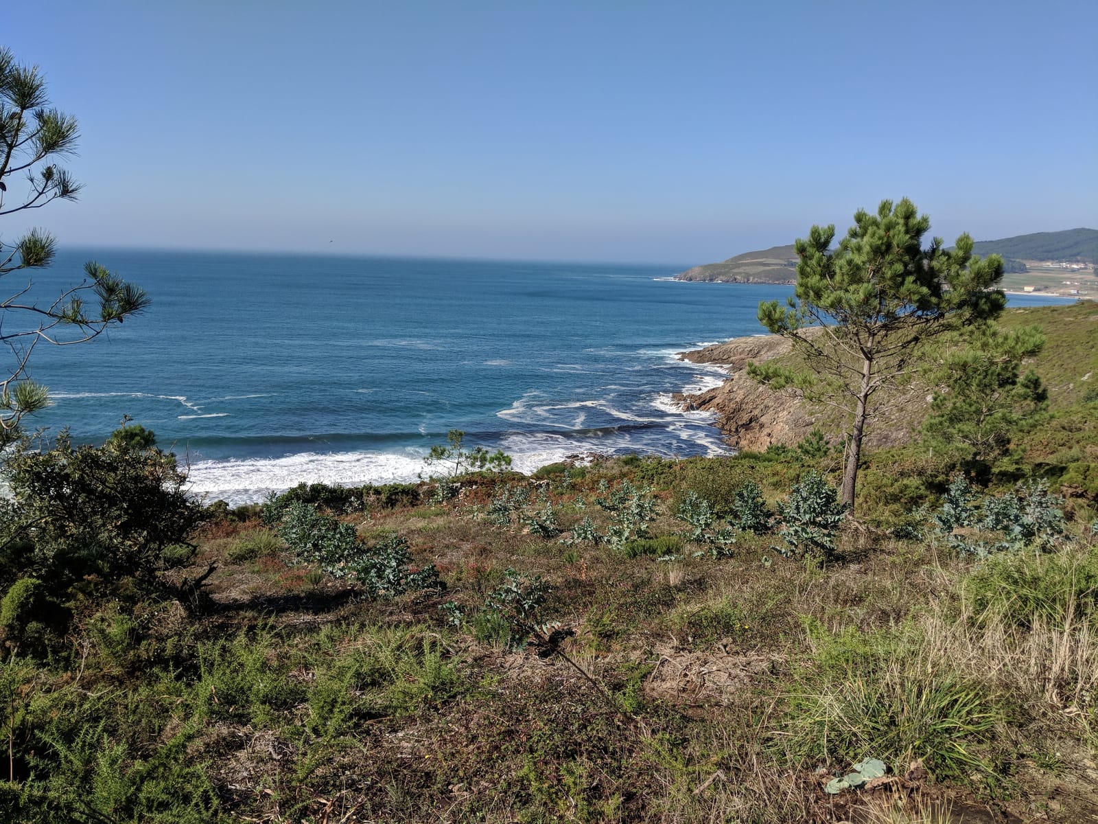 A lone pine tree above a rocky coastline