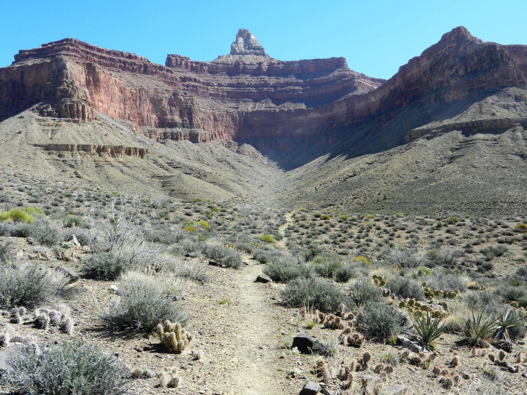 Inner canyon trail with desert scrub and canyon walls