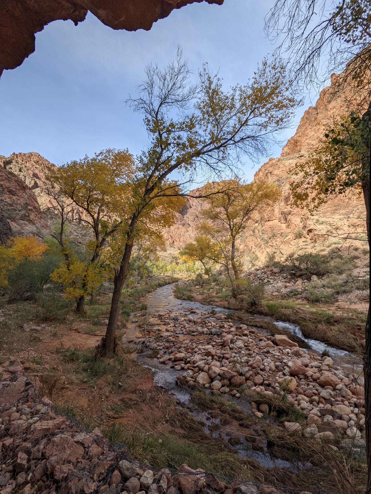 Golden cottonwoods along Bright Angel Creek at Phantom Ranch