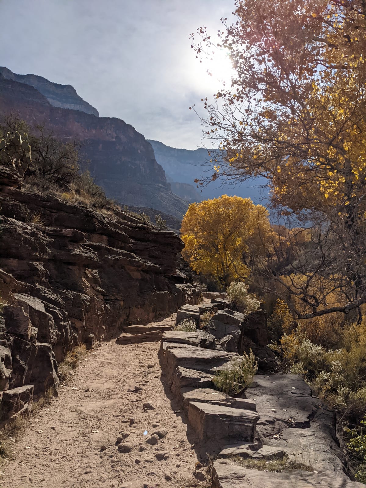 Climbing out of the Grand Canyon on the Bright Angel Trail through backlit cottonwoods