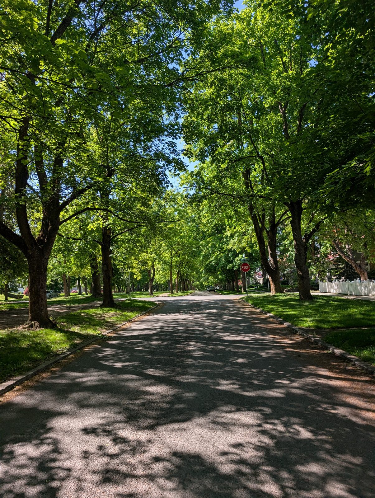 Tree-lined neighborhood street