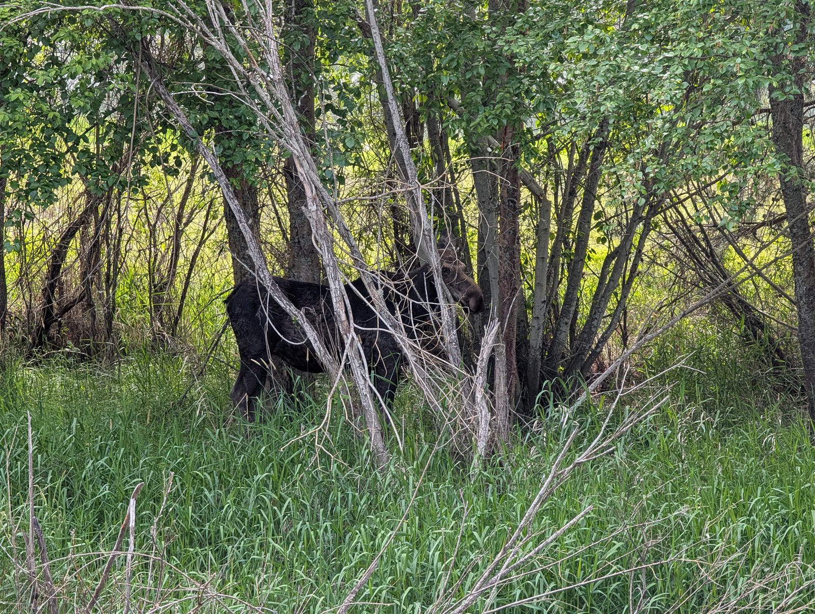 A moose tucked into the brush along the Coeur d'Alene River