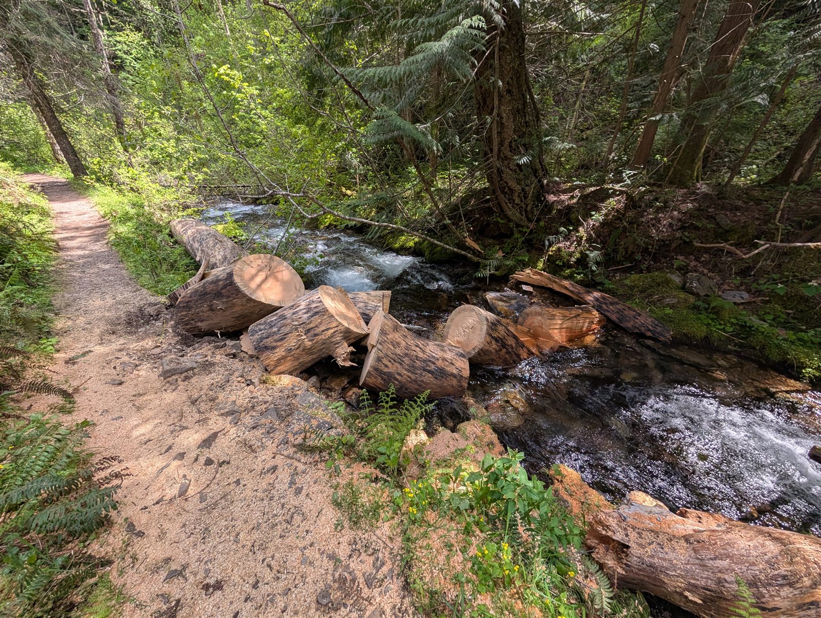 Forest trail up Placer Creek