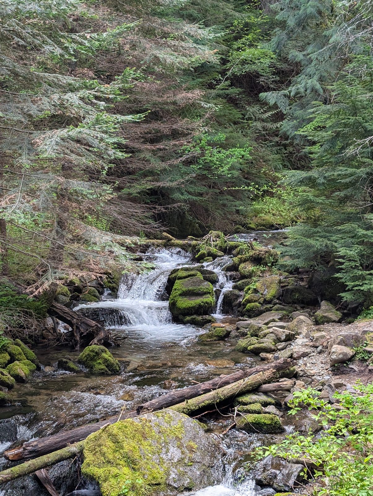 Placer Creek along the trail