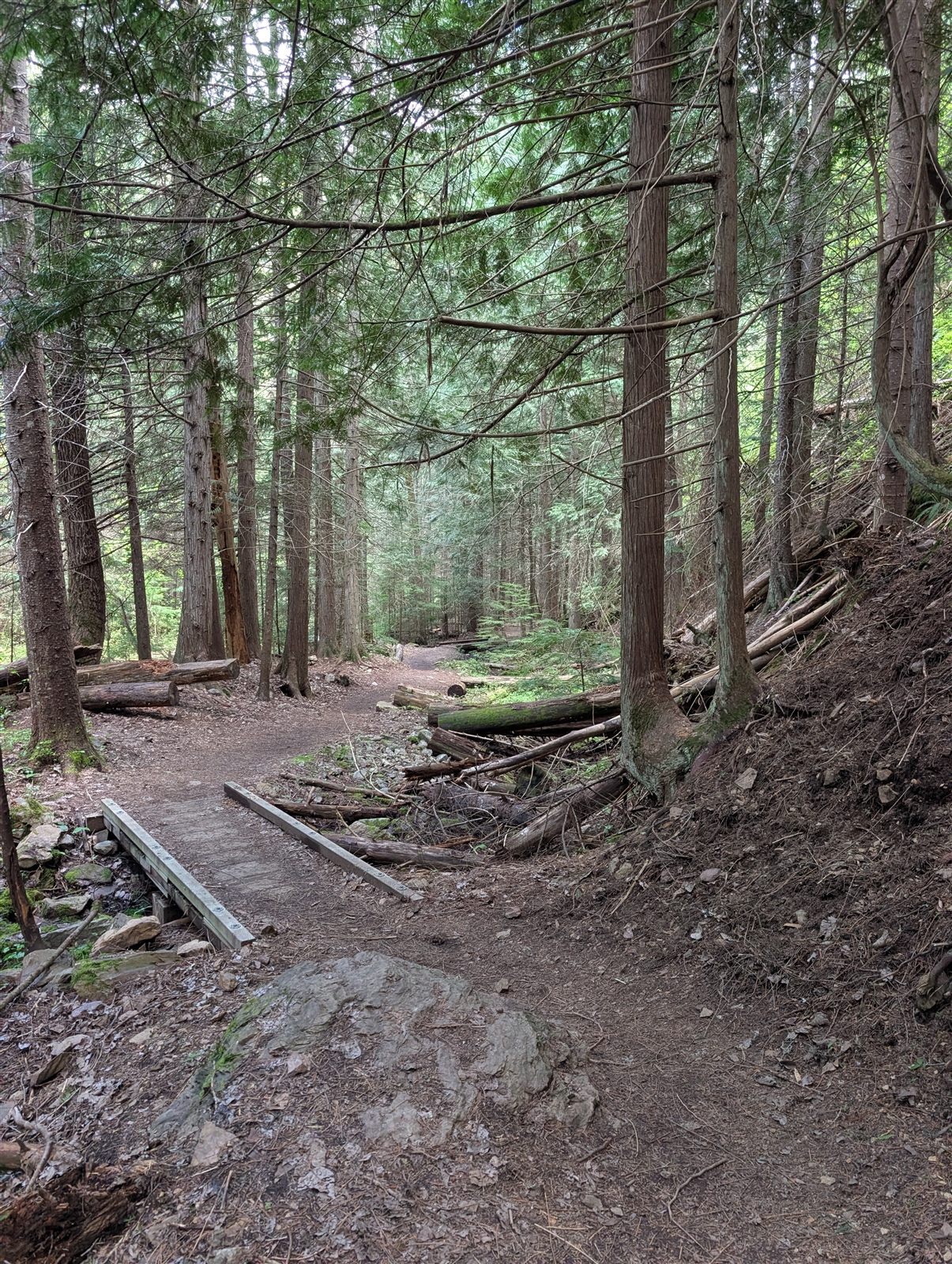The Pulaski Trail through the forest