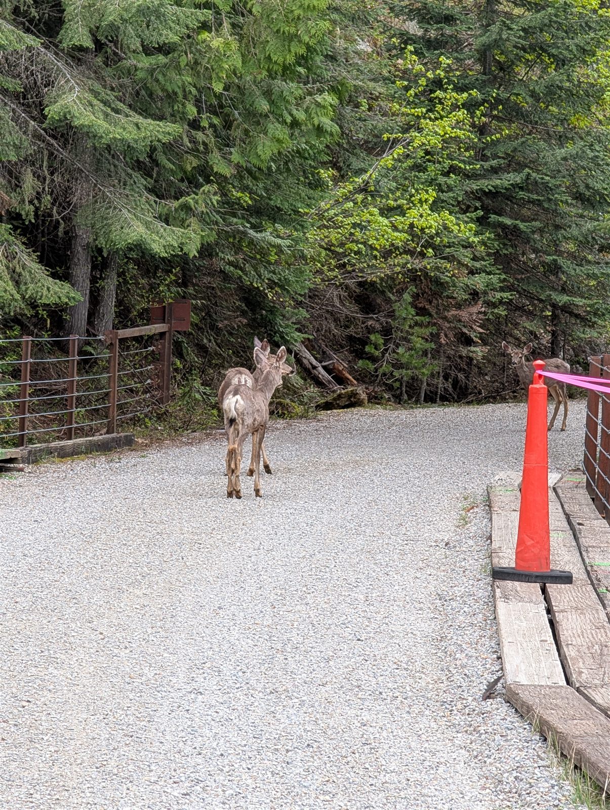A deer on the Hiawatha trail