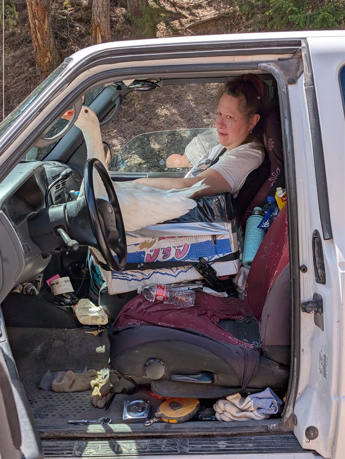 A pet goose riding shotgun in a pickup truck with its owner